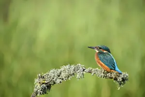 Ornithological Prints: Kingfisher (Alcedo atthis), United Kingdom, Europe