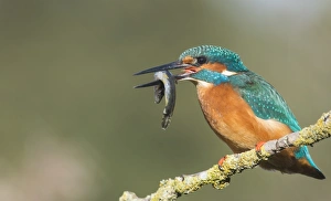 Kingfisher Prints: Kingfisher (Alcedo atthis), Yorkshire, England, United Kingdom, Europe