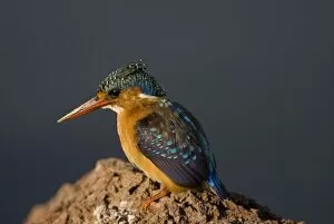 Images Dated 19th December 2007: Kingfisher at Awasa Lake, Rift Valley region, Ethiopia, Africa
