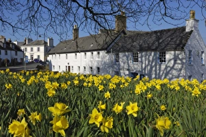 Cultivated Prints: Kirkcudbright, Dumfries and Galloway, Scotland, United Kingdom, Europe