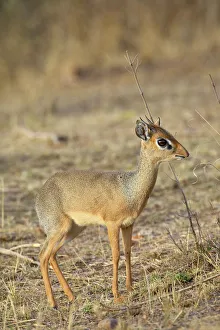 Images Dated 19th October 2006: Kirks dik dik (dik-dik) (Madoqua kirkii)