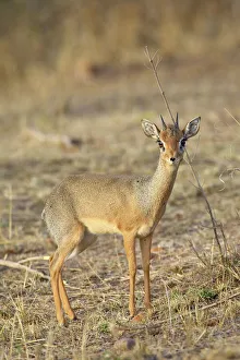 Images Dated 19th October 2006: Kirks dik dik (dik-dik) (Madoqua kirkii)