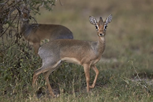 Serengeti Prints: Kirks dik dik (Kirks dik-dik) (Madoqua kirkii), female, Ngorongoro Conservation Area