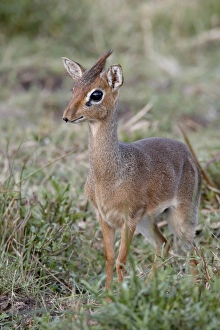Kirks dik-dik (Madoqua kirkii), Masai Mara National Reserve, Kenya