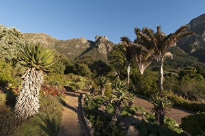 Side Walk Prints: Kirstenbosch National Botanical Garden, Cape Town, South Africa, Africa