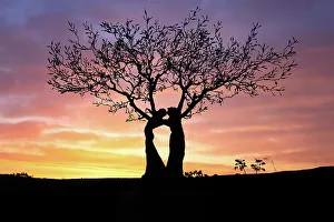 Back Lit Prints: Kissing Tree at sunrise, Matera, Basilicata, Italy, Europe