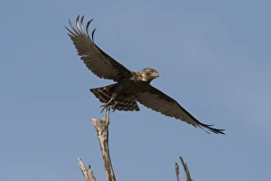 Kite Prints: A kite in flight, Khwai Concession, Okavango Delta, Botswana, Africa