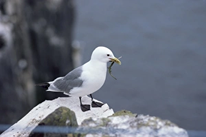 One Bird Only Prints: Kittiwake, Pembrokeshire