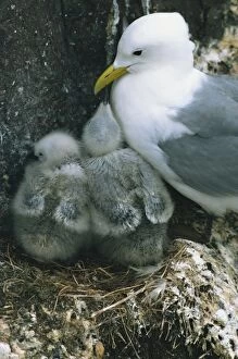 Farne Island Collection: Kittiwake with young on nest, Farne Islands, Northumberland, England, United Kingdom