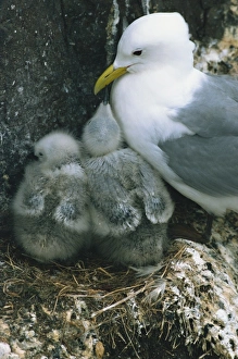 Kittiwake with young on nest, Farne Islands, Northumberland, England, United Kingdom