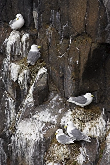Isle Of May Prints: Kittiwakes on nest