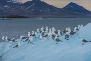 Colonies Prints: Kittiwakes sitting on a huge piece of ice