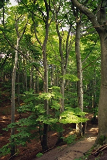 Klinte forest, beech glades at Mons Klint, Mon, Denmark, Scandinavia, Europe