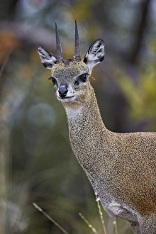 Horned Prints: Klipspringer (Oreotragus oreotragus) male, Kruger National Park, South Africa, Africa