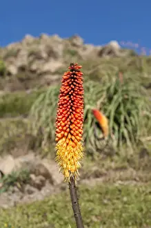 Amhara Region Prints: Kniphofia (Tritoma) (Red hot poker) (Kniphofia foliosa)