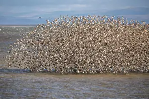 Spread Wings Prints: Knot and Tern from South Walney Nature Reserve on the Cumbrian Coast