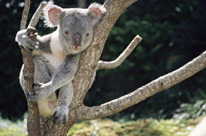 Clinging Prints: Koala bear in a tree in captivity, Australia, Pacific