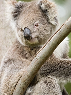 Marsupial Prints: Koala, Ottway National Park, Victoria, Australia, Pacific
