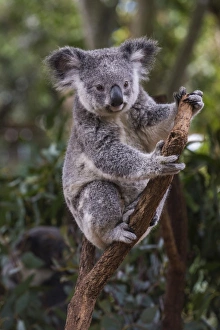 Koala (Phascolarctos cinereus), Lone Pine Sanctuary, Brisbane, Queensland, Australia