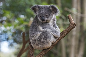 Koala (Phascolarctos cinereus), Lone Pine Sanctuary, Brisbane, Queensland, Australia