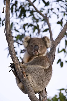 Koala (Phascolarctos cinereus), Kangaroo Island, South Australia, Australia, Pacific