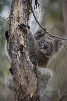Branch Prints: Koala (Phascolarctos cinereus), Kangaroo Island, South Australia, Australia, Pacific