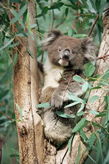 Koala, Phascolarctos cinereus, among eucalypt leaves, Gorge Wildlife Park