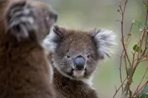 Images Dated 13th October 2009: Koala (Phascolarctos cinereus), in a eucalyptus tree, Yanchep National Park