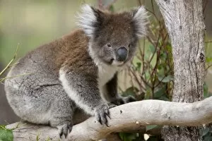 Images Dated 13th October 2009: Koala (Phascolarctos cinereus) in a eucalyptus tree, Yanchep National Park