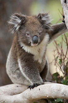 Images Dated 13th October 2009: Koala (Phascolarctos cinereus) in a eucalyptus tree, Yanchep National Park