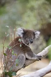 Images Dated 13th October 2009: Koala (Phascolarctos cinereus), in a eucalyptus tree, Yanchep National Park