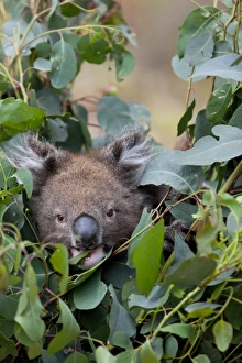 Images Dated 13th October 2009: Koala (Phascolarctos cinereus) in a eucalyptus tree, Yanchep National Park
