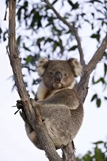 Images Dated 8th November 2007: Koala (Phascolarctos cinereus), Kangaroo Island, South Australia, Australia, Pacific
