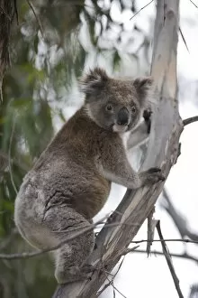 Images Dated 21st October 2007: Koala (Phascolarctos cinereus), Kangaroo Island, South Australia, Australia, Pacific