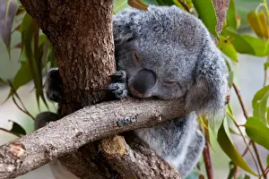 Koala (Phascolarctos cinereus) in the Townsville sanctuary, Queensland, Australia, Pacific