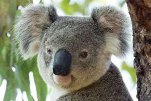 Seated Prints: Koala, (Phascolartos cinereus), Magnetic Island, Queensland, Australia