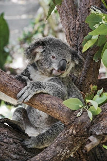 Phascolarctos Cinereus Prints: Koala (Phascularctos cinereus), captive, Australia, Pacific