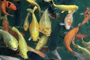 Back Ground Collection: Koi carp fish in pool
