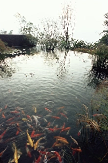 Koi carp fish in pool