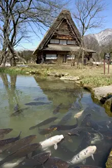 Koi carp, reflection of gasshou zukuri thatched roof houses