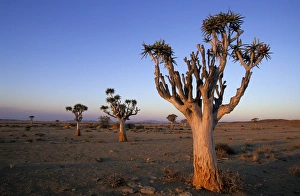 Waste Land Prints: Kokerboom, (Aloe dichotoma)