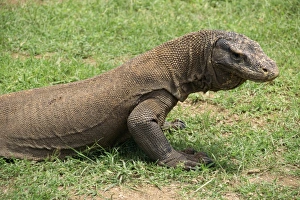 Komodo Prints: Komodo Dragon