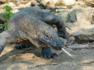 Carnivore Prints: Komodo dragon moves through rocky terrain on Komodo Island in Indonesia during daylight hours