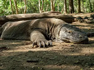 Large Prints: Komodo dragon rests on the forest floor in Indonesia during the day on Komodo Island
