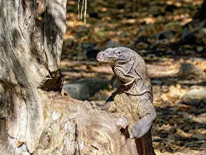 Loss Prints: Komodo dragon searches for food in the wild on Komodo Island, Indonesia