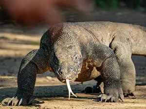 Large Prints: Komodo dragon walking on Komodo Island in Indonesia during the day
