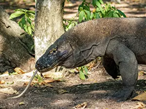 Large Prints: Komodo dragon walking on Komodo Island in Indonesia during a sunny day