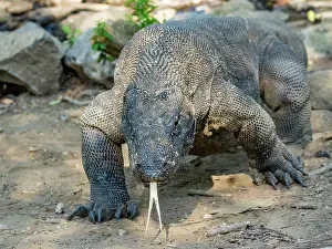 Large Prints: Komodo dragon walks on Komodo Island as it explores its natural habitat in Indonesia