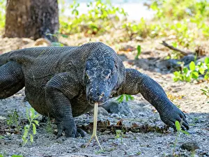 Large Prints: Komodo dragon walks on the sandy ground with tongue extended