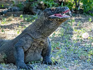 Large Prints: Komodo dragon yawning on Komodo Island, largest lizard species in the wild